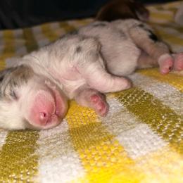Vogue - Blue merle female Australian Shepherd puppy in Mcmillan, Michigan from Hall-N-Auss Australian shepherds