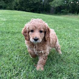 DUCKY - Brown and white male Cockapoo puppy in Bristow, Oklahoma from 10-Acre Woods Cockapoos