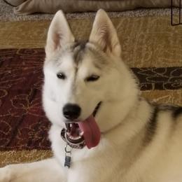 Siberian Huskies from Starry Sky Siberians