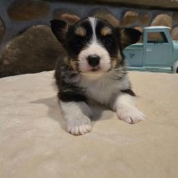 Boy 4 - Black and tan male Pembroke Welsh Corgi puppy in Necedah, Wisconsin from The 6Ks Paws and Hobbies