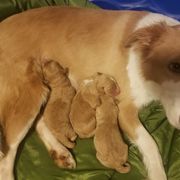 Bordoodle Puppies from Alabama Top Doodles