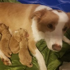 Bordoodle Puppies from Alabama Top Doodles