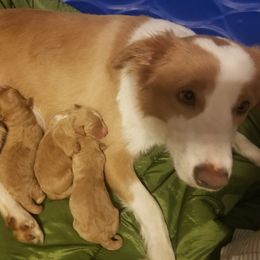 Bordoodle Puppies from Alabama Top Doodles