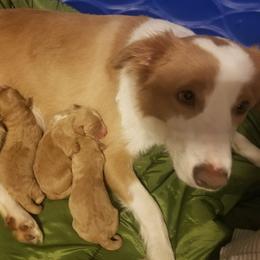 Bordoodle Puppies from Alabama Top Doodles