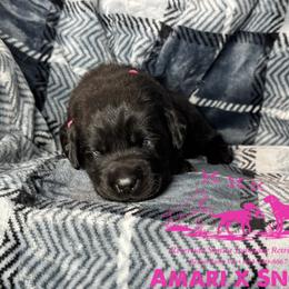 Pink - Black female Labrador Retriever puppy in Beaverdam, Virginia from Riverside Sunset Labrador Retrievers