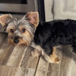 Genni - Yorkshire Terrier