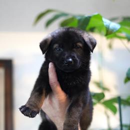 Wilder - Sable male German Shepherd puppy in Coarsegold, California from Yosemite Shepherds