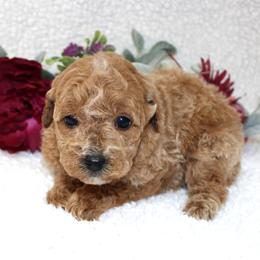 Brie - Cream female Poodle puppy in Stokesdale, North Carolina from His and Hers Poodles and Doodles
