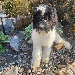 Bean - Parti Poodle puppy in Nibley, Utah from Angel Breed Solutions