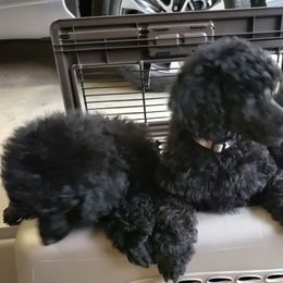 Poodle Puppies from Carol Harris's Poodles