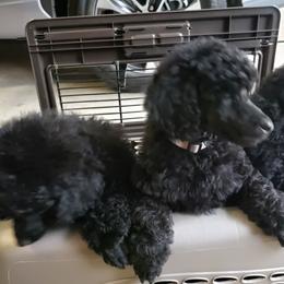 Poodle Puppies from Carol Harris's Poodles
