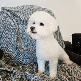 Paisley - Bichon Frise