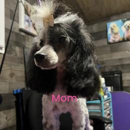 Moo - Poodle