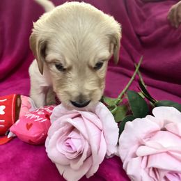 Gray Pup - Light golden Double Doodle puppy in San Juan, Texas from Cash & June’s Double Doodles