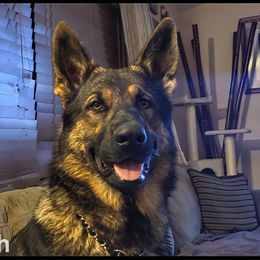 Viper - German Shepherd