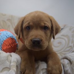 Dilute Retriever and Labrador Retriever Puppies from Royalty Retrievers