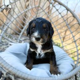 Sully - Phantom male Bernedoodle puppy in Wamego, Kansas from Doodles of Oz