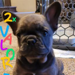 French Bulldog Puppies from 4 Leaf Frenchies