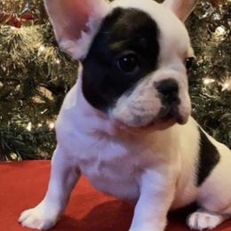 French Bulldogs from Alyssa Twichell's French Bulldogs