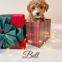 Belle - Red  female Goldendoodle puppy in Melba, Idaho from KZ Doodles