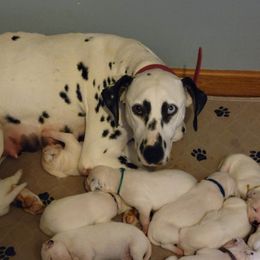 Dalmatian Puppies from Rock Creek Dalmatians