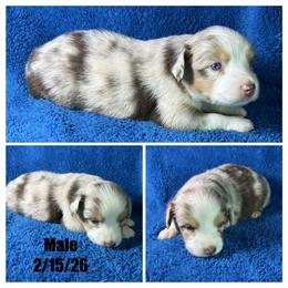 Boy 2 - Red merle male Miniature Australian Shepherd puppy in Hokes Bluff, Alabama from Alegria Toy Aussies