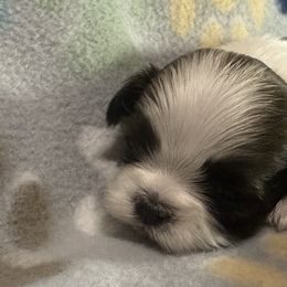 Party Color Female, "Hope" - Shih Tzu puppy from Little Lion Puppies