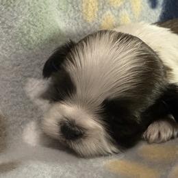 Party Color Female, "Hope" - Shih Tzu puppy from Little Lion Puppies