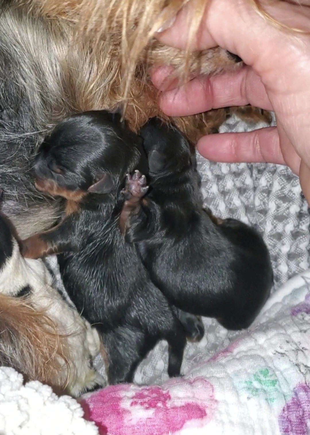 Yorkshire Terrier Puppies from Mike's Puppies