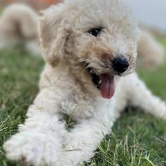 Goldendoodles from Lone Star Doods