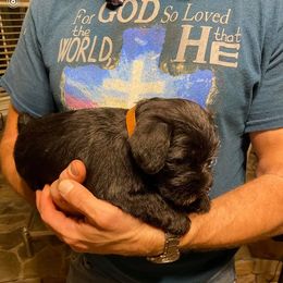 Miniature Schnauzer Puppies from Beyond Blessed Pawz