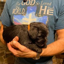Miniature Schnauzer Puppies from Beyond Blessed Pawz
