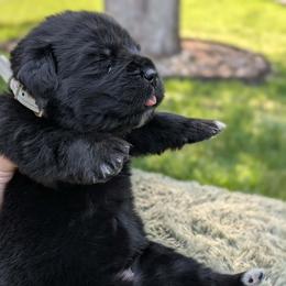 White Girl (Saké) - Black female Newfoundland puppy in Independence, Missouri from K & L Ranch