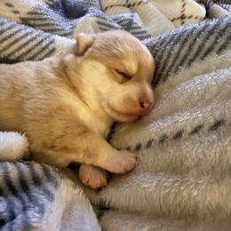 Eleanor - Merle female Pomsky puppy in Doon, Iowa from Luxury Pomsky