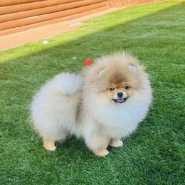 Teddy - Orange sable male Pomeranian puppy in Hot Springs, Arkansas from Pomeranian Empire