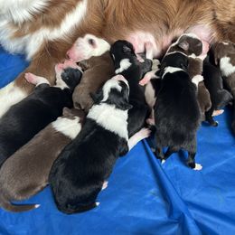 Border Collie Puppies from Pineview Farm
