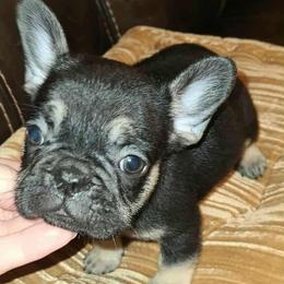 Gigi - Black and tan female French Bulldog puppy in Graham, Washington from Kristy's French Bulldogs & Mini Schnauzers