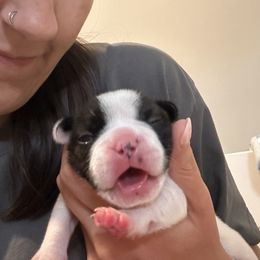 French Bulldog Puppies from Christie Duhe