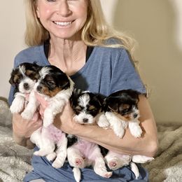Biewer Terrier and Russian Tsvetnaya Bolonka Puppies from Von Edelweiss Biewer Terriers