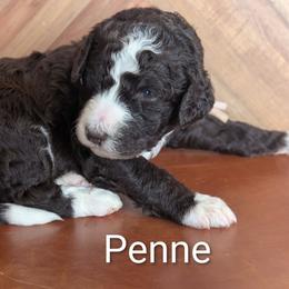 Penne - Brown and white female Sheepadoodle puppy in Berwick, Pennsylvania from Wright’s Wiggle Butts