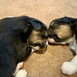 Australian Shepherd Puppies from Highline