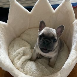 French Bulldog Puppies from 1011 French Bulldogs