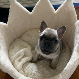 French Bulldog Puppies from 1011 French Bulldogs