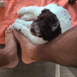 Enzo (ruler of the household) - White male Lagotto Romagnolo puppy in Lakeland, Florida from Joyful Heart
