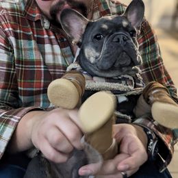 French Bulldog Puppies from Cotton Pickin Frenchies