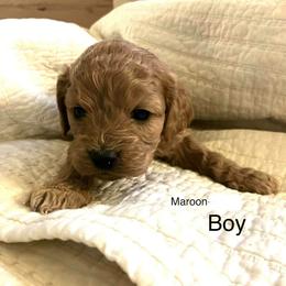 Columbus - Buff and white male Cockapoo puppy in Spring Valley, Wisconsin from Filipiak Breeders