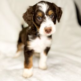 Aussiedoodle Puppies from Cotton Lane Puppies