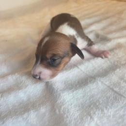 Sugar - Piebald female Dachshund puppy in Springtown, Texas from Hamm's Sausage Dachshunds