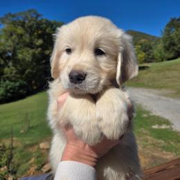 Yellow - Light golden male Golden Retriever puppy in Pembroke, Virginia from Springhouse Farms