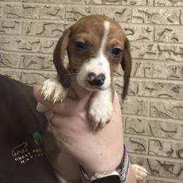 JJ - Piebald male Dachshund puppy in Athens, Texas from County Road Puppies